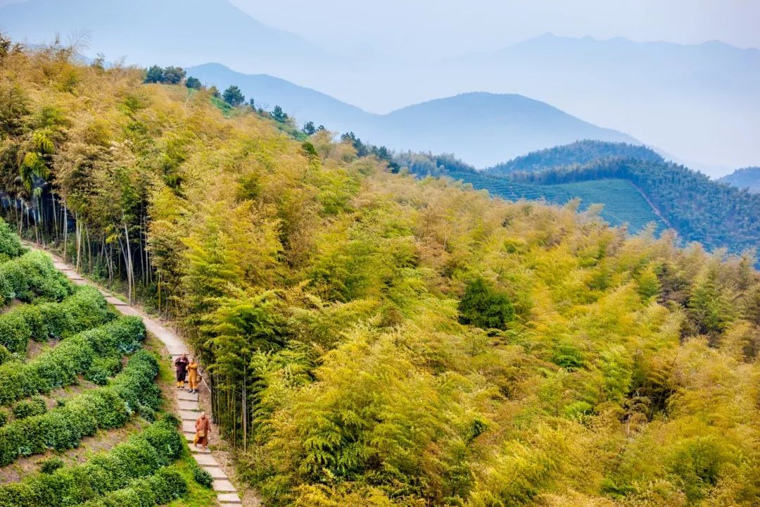 示范园所在的径山镇是省旅游经济强镇,禅茶文化底蕴深厚,是日本茶道