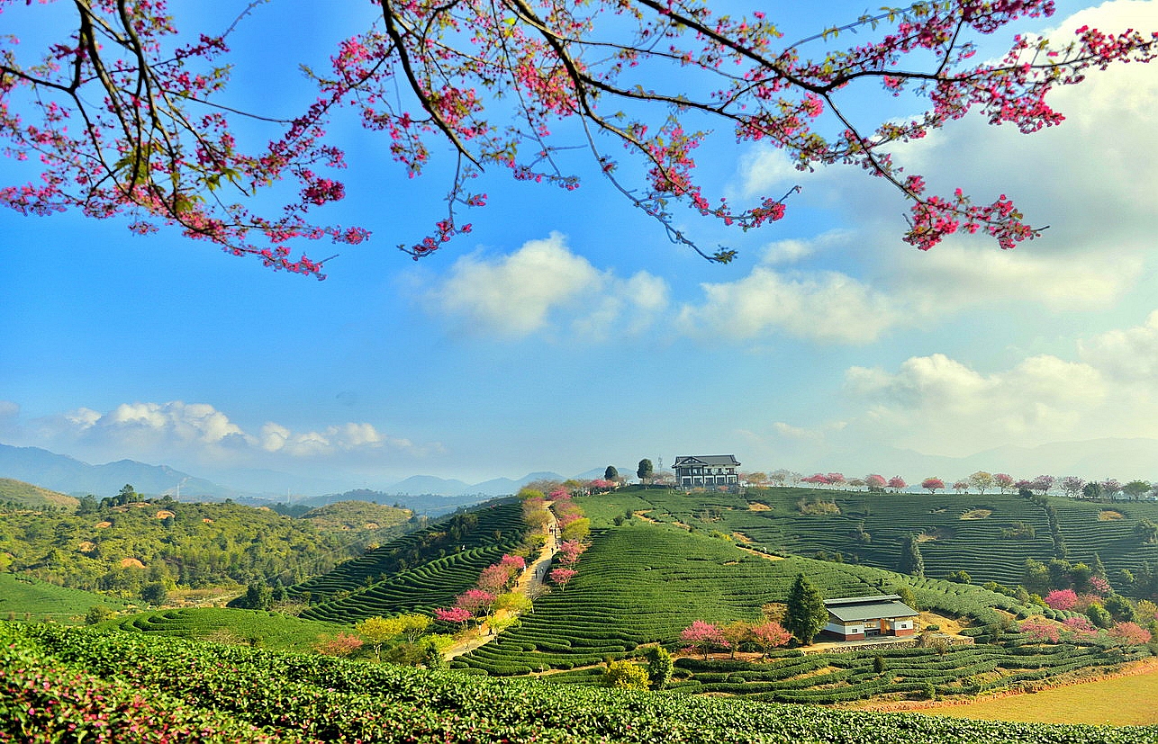 【实拍】漳平永福：艳迷大陆阿里山的中国最美樱花圣地