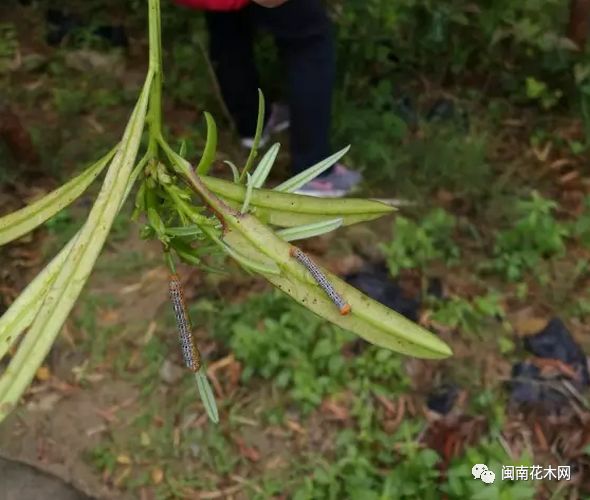 福建地区罗汉松遭虫害,现说说"尺蠖"危害及防治方法