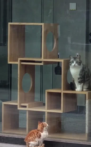 原創
            流浪貓盯著寵物店里貓看，眼里流露出羨慕，喵：它怎麼那麼漂亮？ 未分類 第3張
