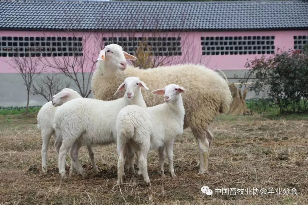 湖羊是太湖平原重要的家畜之一,是我国一级保护地方畜禽品种.