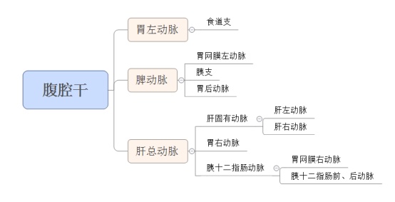 腹腔干分支简图