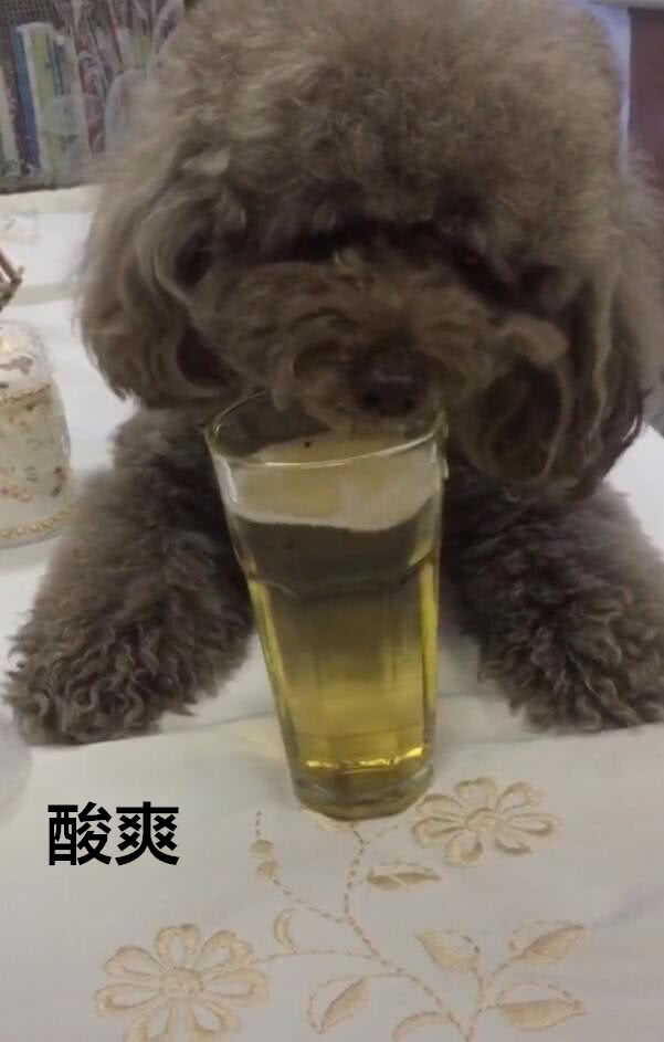 泰迪狗狗喝啤酒，大口大口喝的真香，簡直就是小酒鬼 未分類 第3張