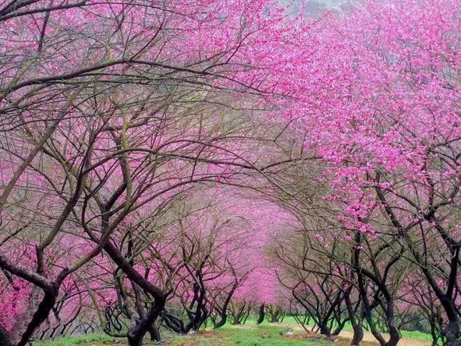 【乐行族|休闲】2月16日,徒步踏春网红新建村梅花山,看遍十里梅花谷