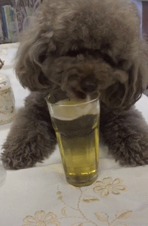 泰迪狗狗喝啤酒，大口大口喝的真香，簡直就是小酒鬼 未分類 第4張