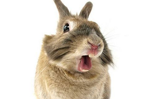 【兔兔の饲养经验】兔子口角炎的症状是怎么样,兔子口角炎的表现有