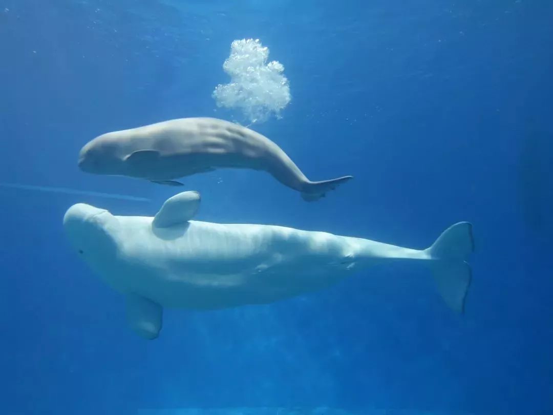 yulia和她的宝宝 在短短时间内先后诞生三头小白鲸 这在世界上尚属