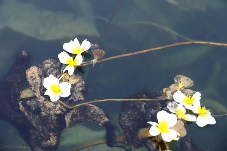 都安海菜花大饱眼福