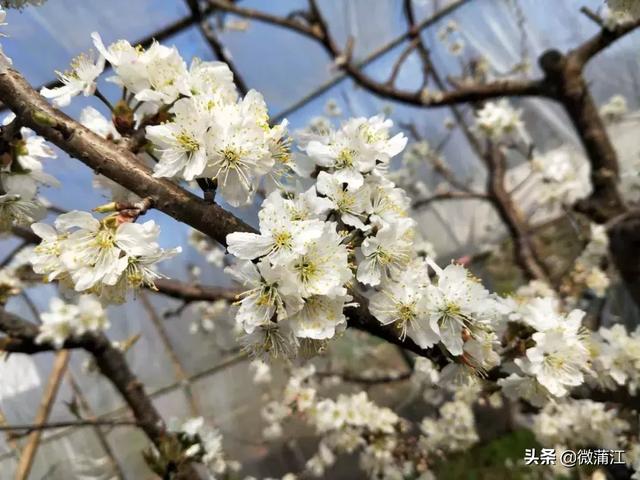 樱桃花报春花期临近不可错过哟