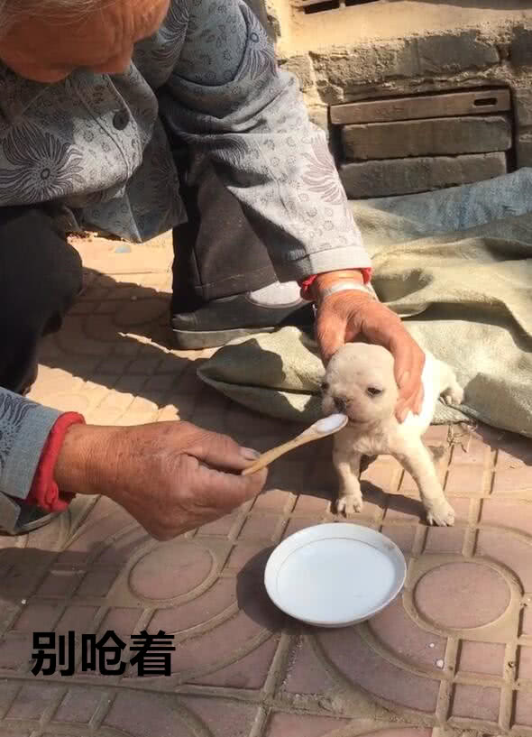 奶奶撿回家只小土狗，耐心的喂狗狗吃東西，暖暖一幕 寵物 第3張