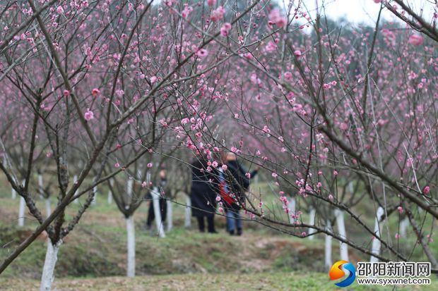 刘其洁 周超)2月13日,在邵阳市宝庆森林公园内,梅花竞相绽放,傲立枝头