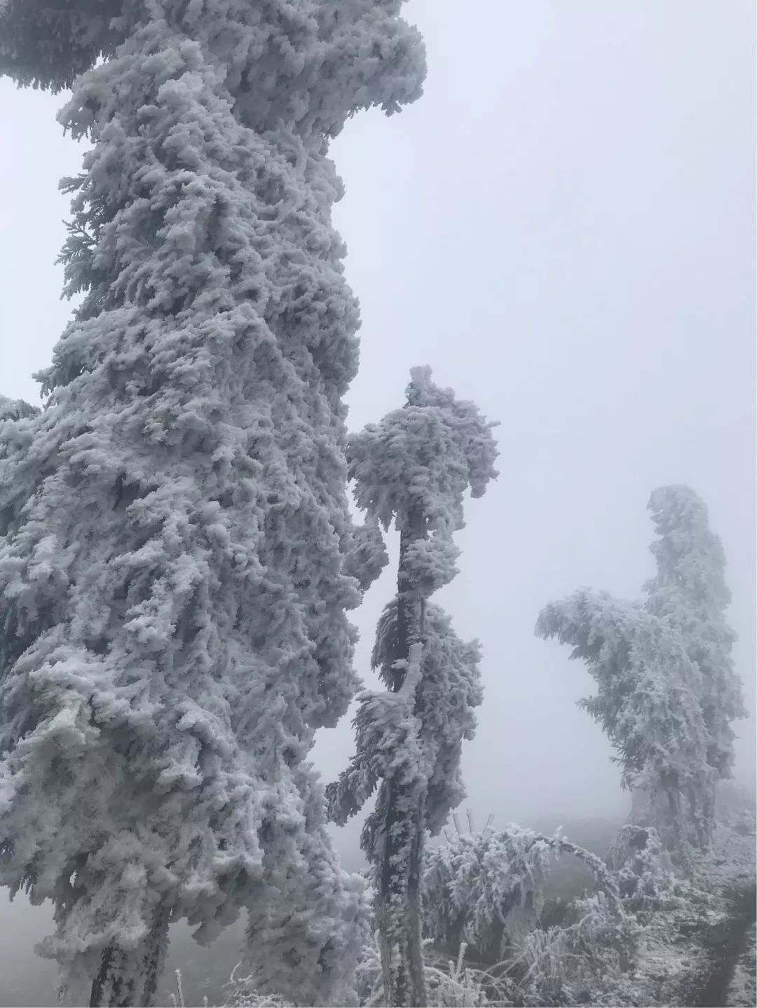 降温降雨降雪后的利川齐岳山,树木草林都"开花"了,简直不要太美!