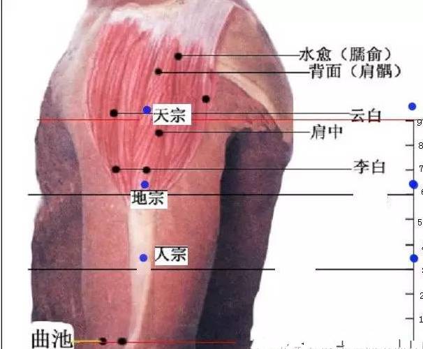 针灸和脍炙人口_脍炙人口图片(2)