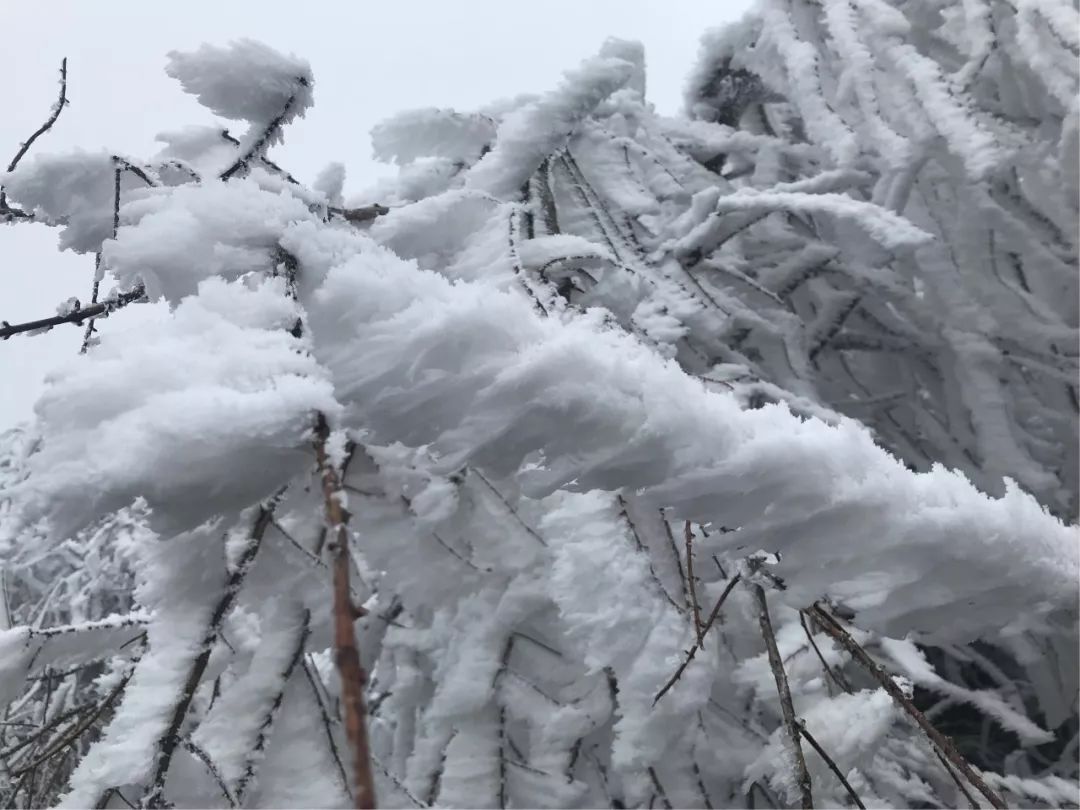 降温降雨降雪后的利川齐岳山,树木草林都"开花"了,简直不要太美!