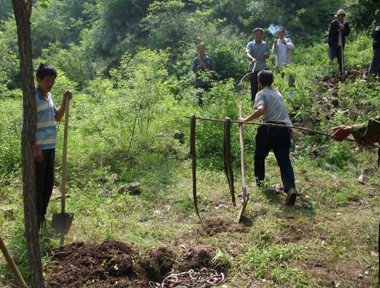 鏡頭下:放生還是殺生？放生背後的暴利產業 未分類 第6張