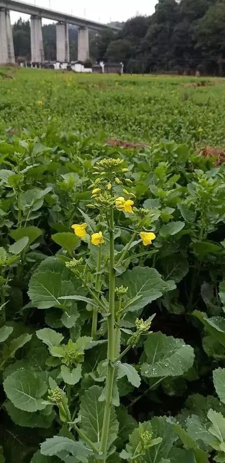 现场播报婺源油菜花现状2019年花期有变化请收藏转告提前计划