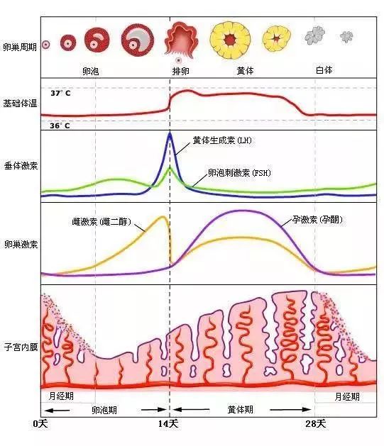 月经周期和fsh,lh,e,p变化图