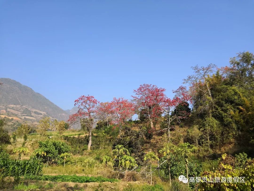 2019年中国·保山潞江坝·木棉花文化旅游节将于2月16日启幕