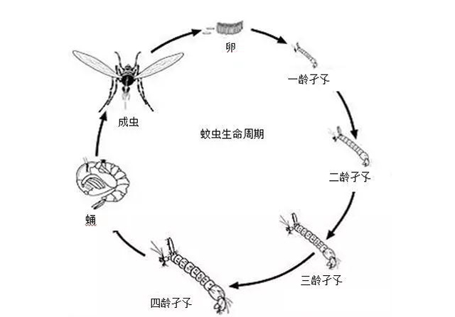 蚊虫的生命周期卵和幼虫