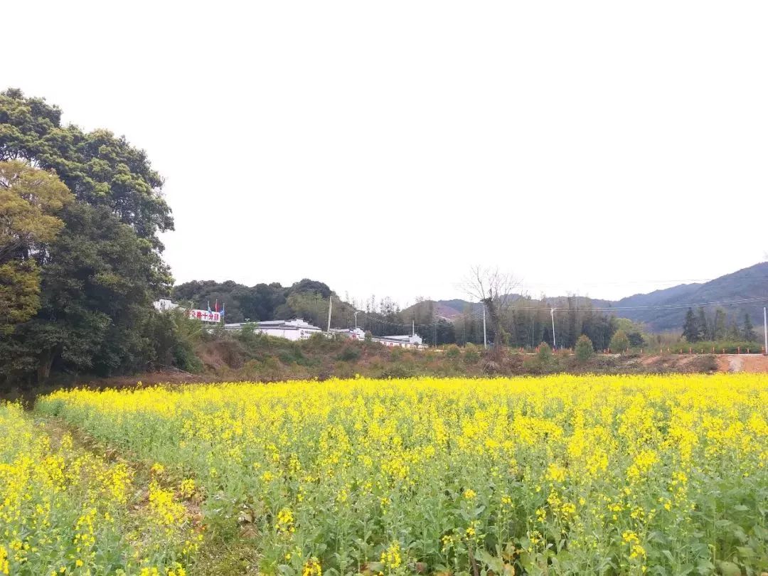 新农村建设油菜花海免费看龙门县蓝田乡上东村已花开成景就等你来约呗