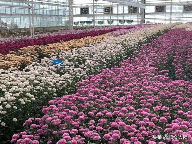 专注种植 在北郎中村花卉种植中 02 服务市民 花卉中心成功完成了