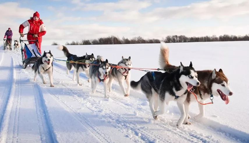 暴风雪中取乐狗年加拿大狗拉雪橇大赛惊心动魄精彩无限