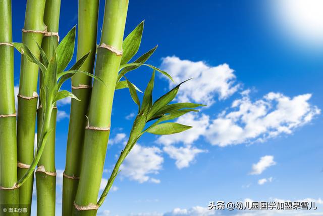 【原创】竹子定律与幼儿园教师成长