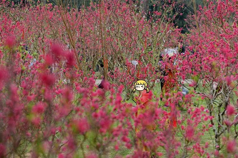 青秀山的桃花岛上