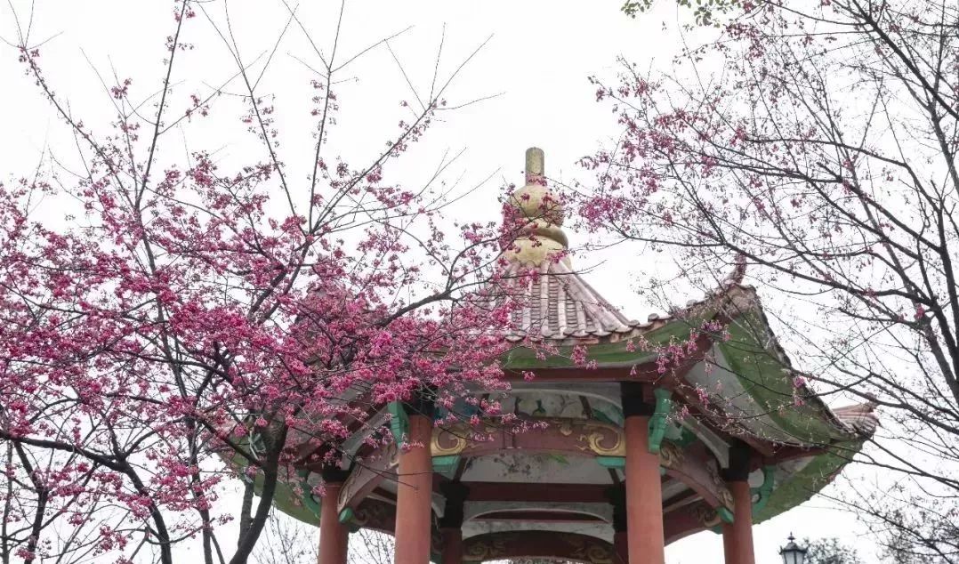 红梅吐艳展芳华去年,梅峰公园增补了不少梅花,周边的道路也进行了整理