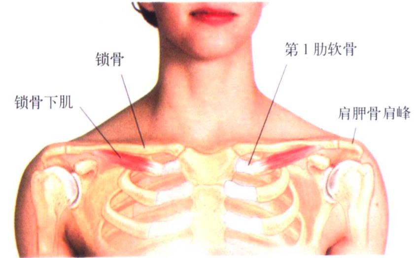 实用神经解剖与手法——"桡神经"卡压