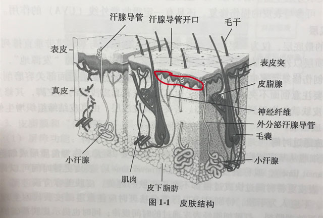 皮肤黑的人口红_人口普查