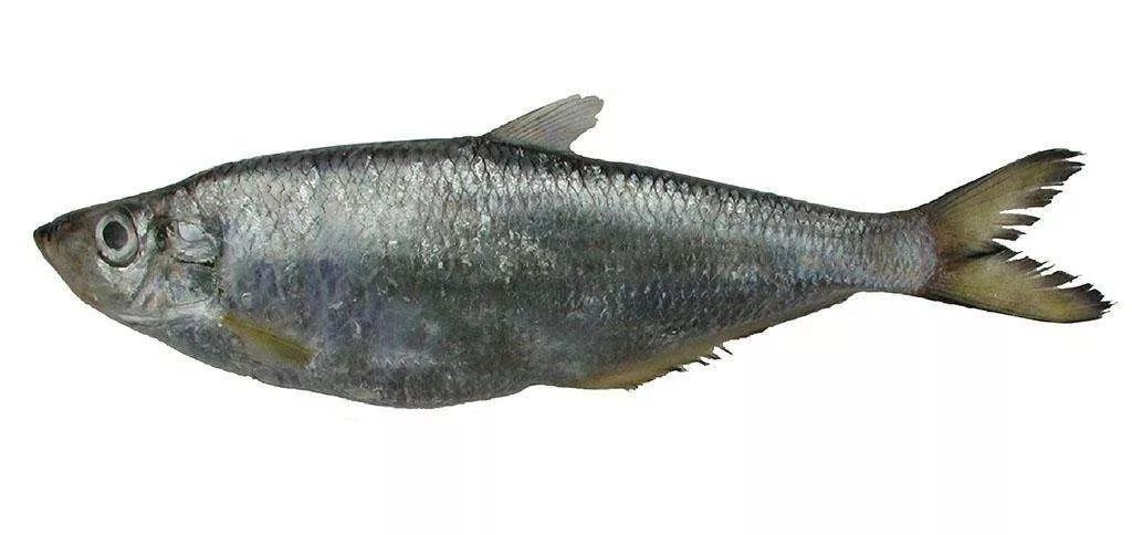 被渔民们当成宝贝吃掉,食肆中大量供应的是同属鲱科的鳓鱼,俗称海鲥鱼