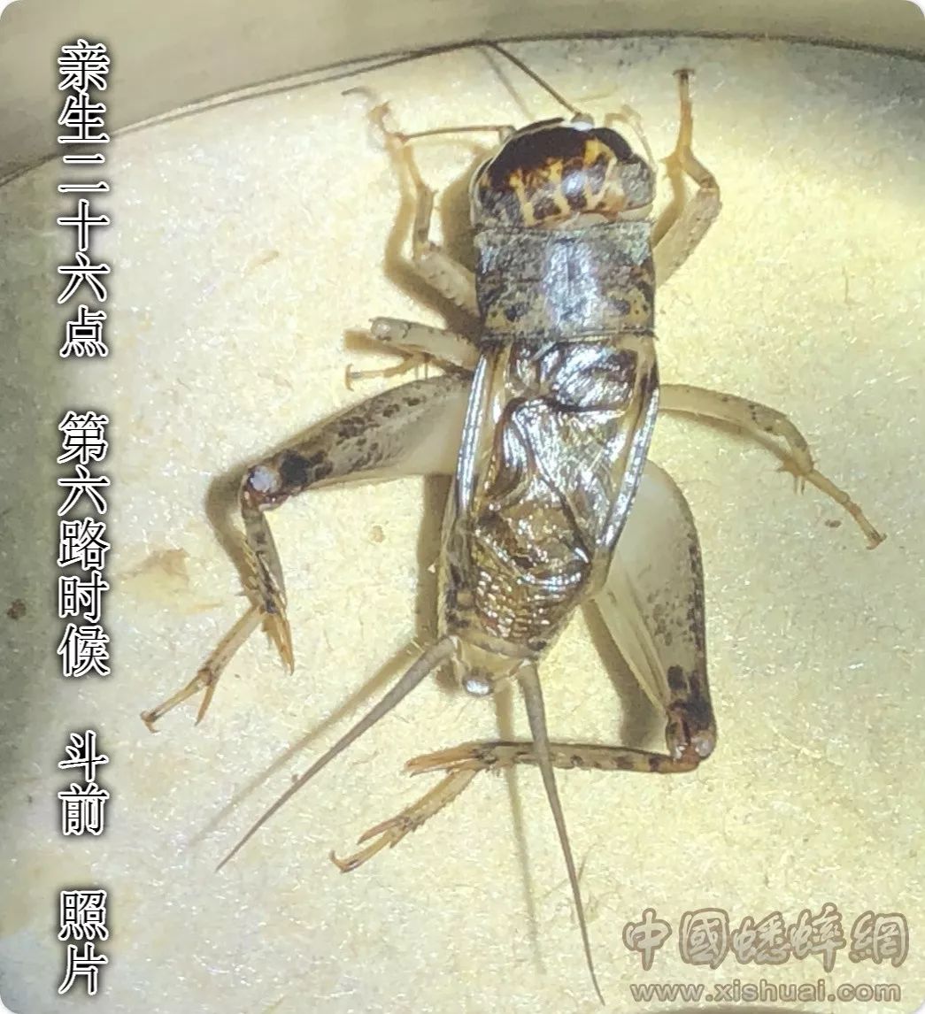 附突棺头蟋Loxoblemmus appendicularis Shiraki, 1930鸣叫_哔哩哔哩_bilibili