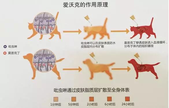 驱虫的原理_超声波驱虫的原理电路