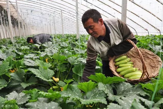 农民种植西葫芦,只长秧不结瓜咋办?防治有诀窍,只需做