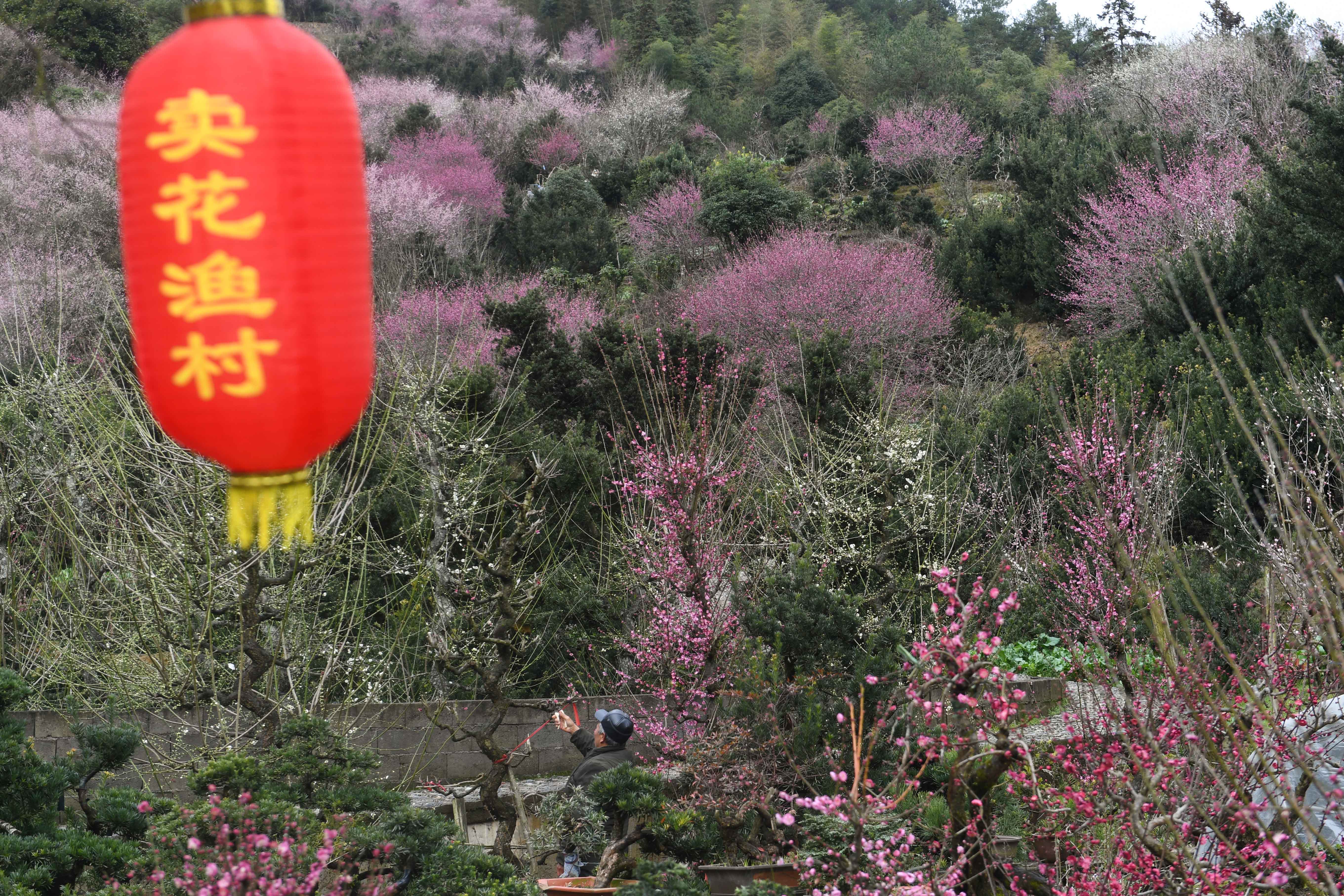 2月14日,卖花渔村村民在修剪梅花盆景.