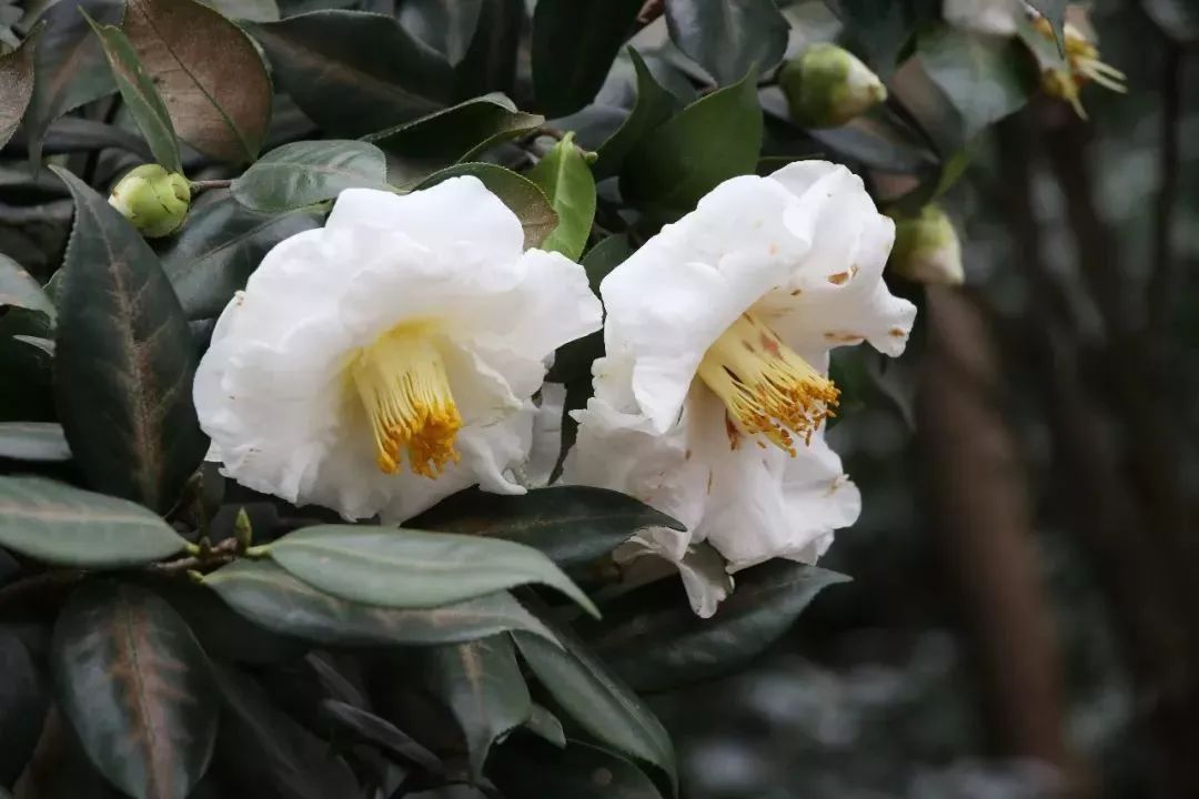 最新实拍!佛山植物园1500多种茶花仍在盛放,踏春好去处