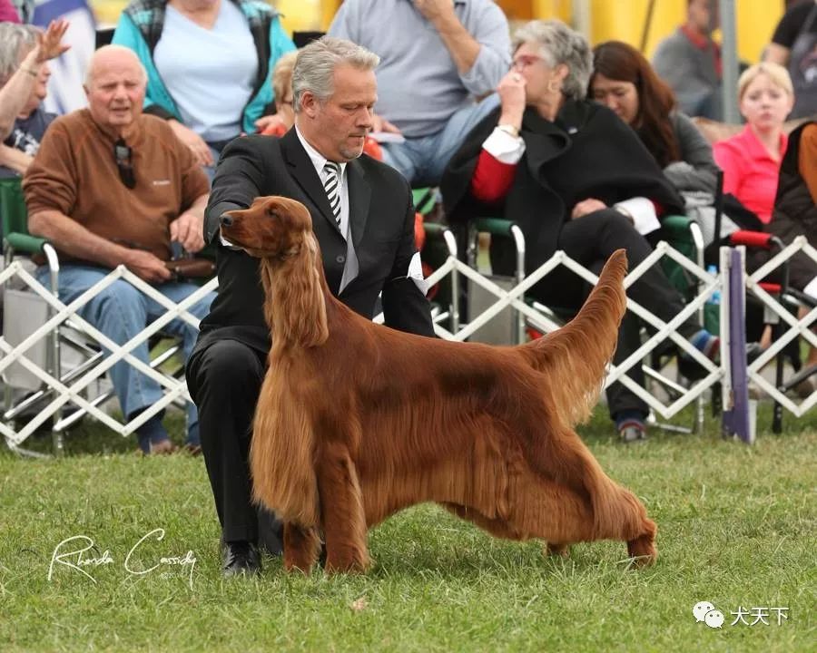 诸神归位,尘埃落定!143th西敏寺犬展华丽落幕(附各大犬组犬种成绩单)