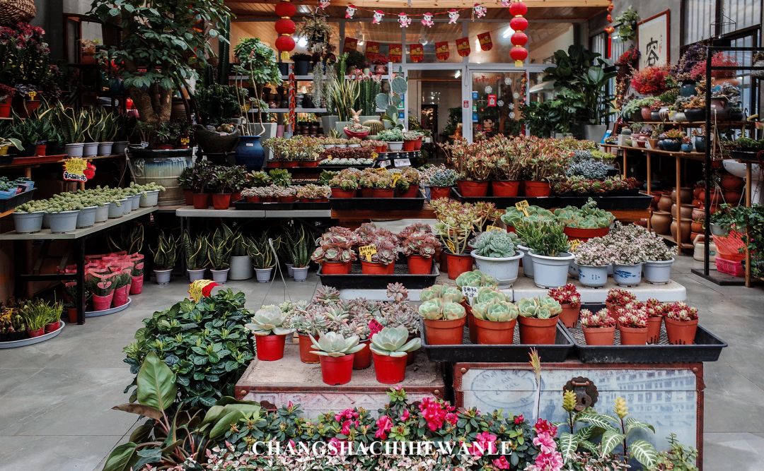 market  红星花卉大市场  位于天际岭隧道南出口的红星花卉市场是长沙