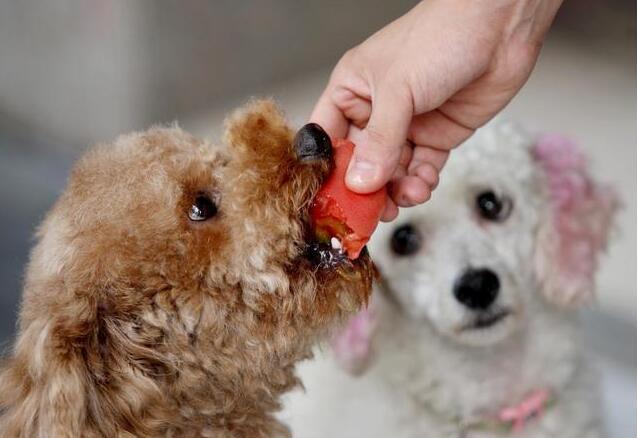 原創
            這6種蔬菜狗狗都能吃，而且好處多，不過愛不愛吃就看緣分了！ 未分類 第2張