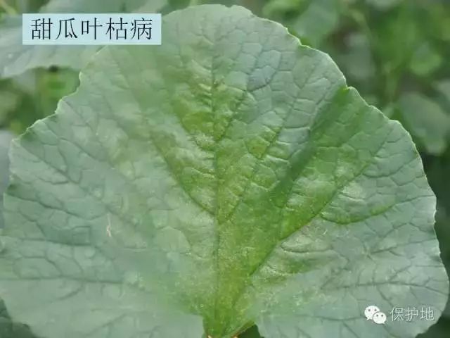 甜瓜种植户必备甜瓜常见病害高清图谱来袭