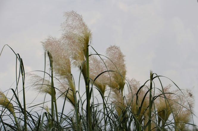 《野风》王尘