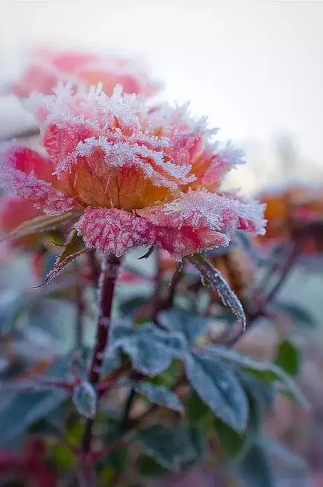 冰雪玫瑰,心似冰冻,面若冰霜美丽的雪中玫瑰,迎着风雪傲然绽放,风雪