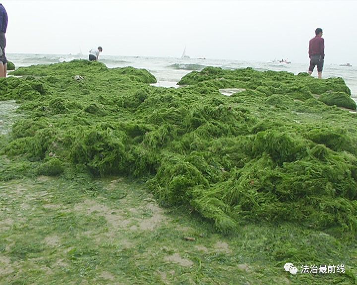 海藻侵袭!北海银滩变"绿滩"