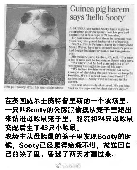 日本關東六大黑幫聯合發文，要求下屬成員在東京奧運之前不要犯槍擊案 搞笑 第16張