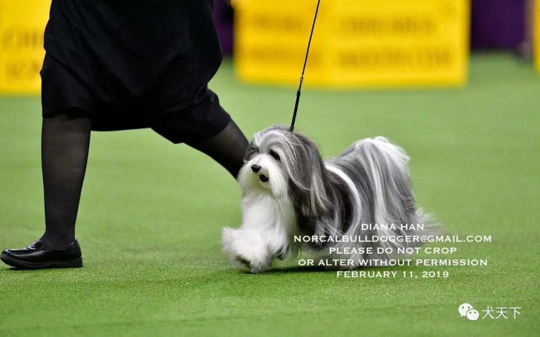 诸神归位,尘埃落定!143th西敏寺犬展华丽落幕(附各大犬组犬种成绩单)