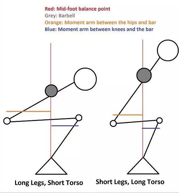 深蹲的几何透视分析