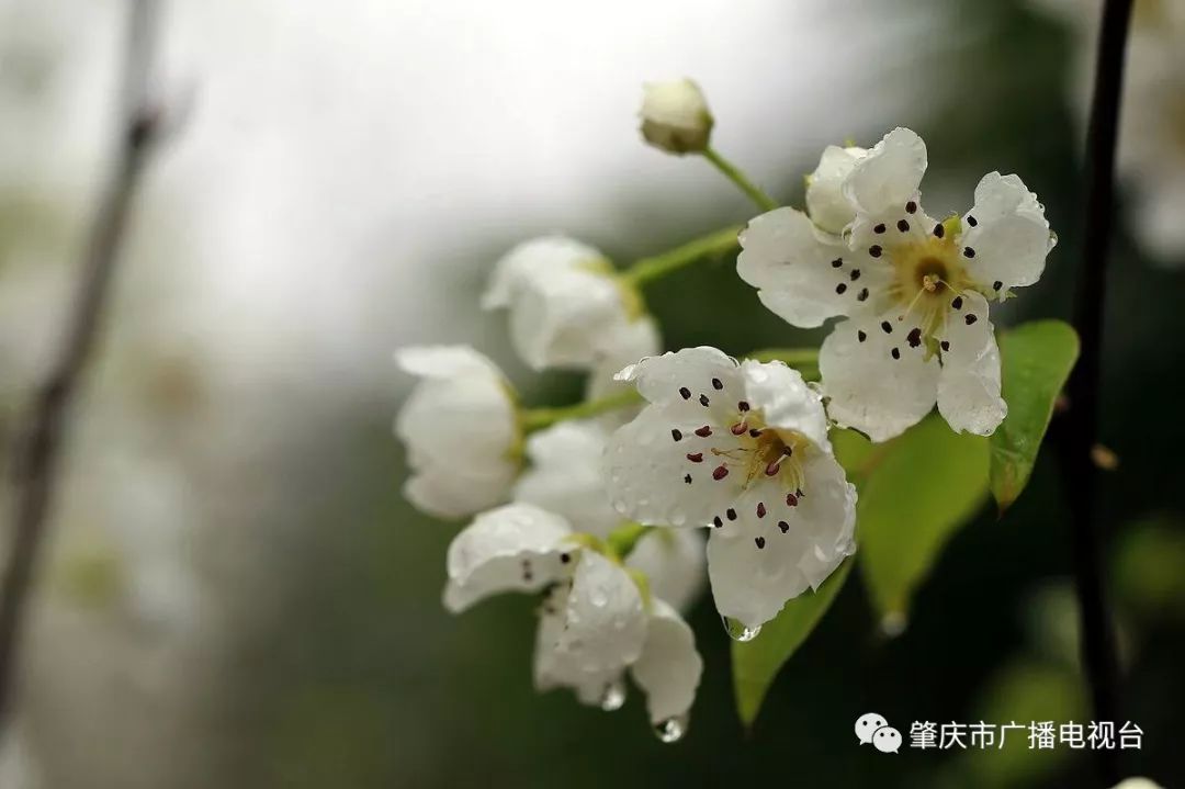 自始,"梨花带雨"一词原形容杨贵妃哭泣时的姿态,后用以形容女子的娇美