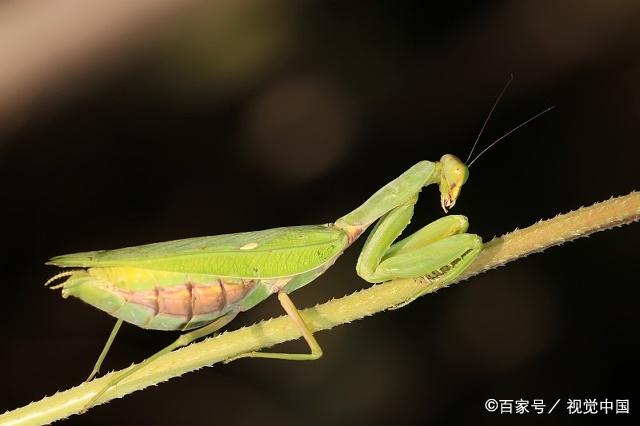 十條爆笑冷知識：這種動物的大腦利用率比人類還要高！ 搞笑 第3張