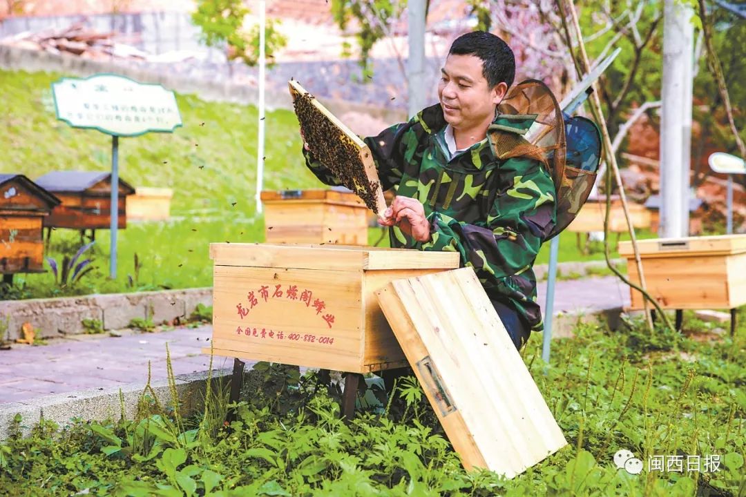 资料图:林下养蜂